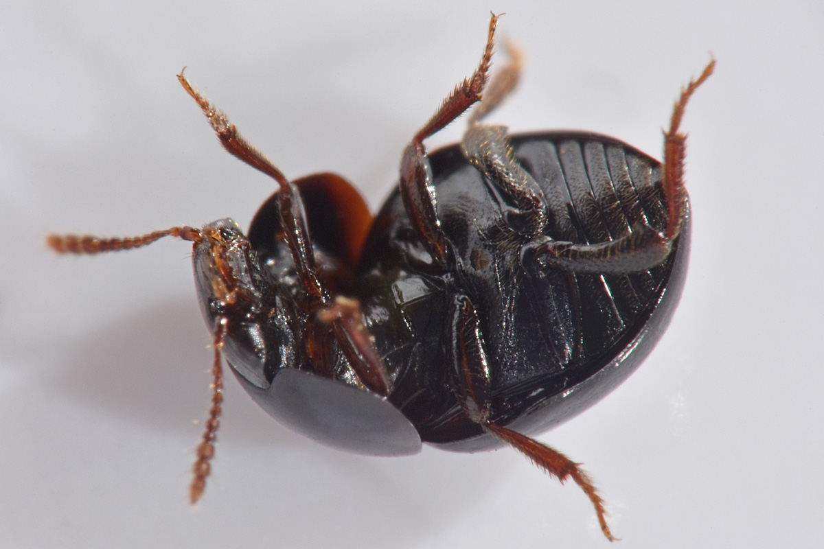 Leiodidae: maschio di Agathidium atrum